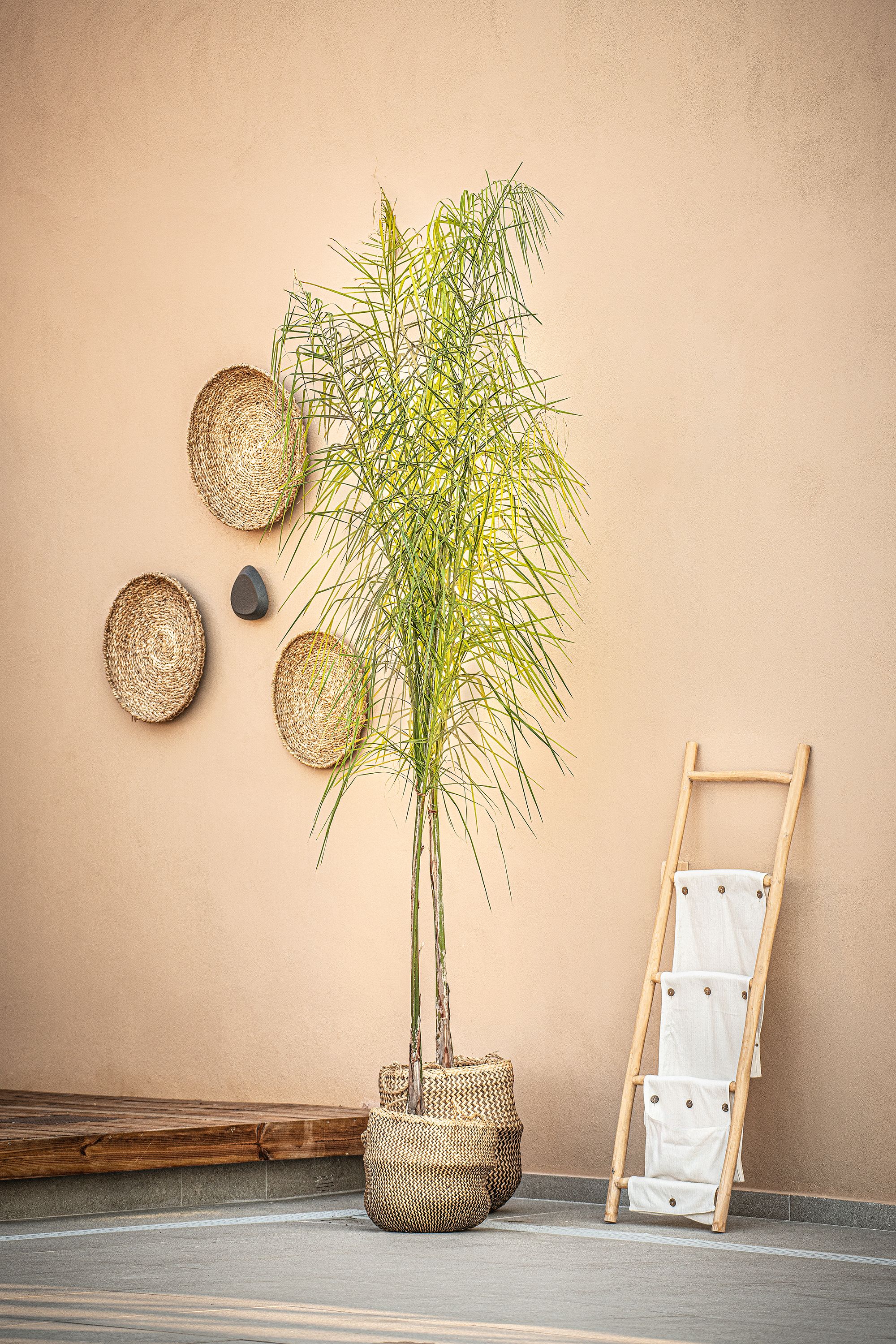 A potted plant, a wooden ladder, and three woven baskets against a beige wall.