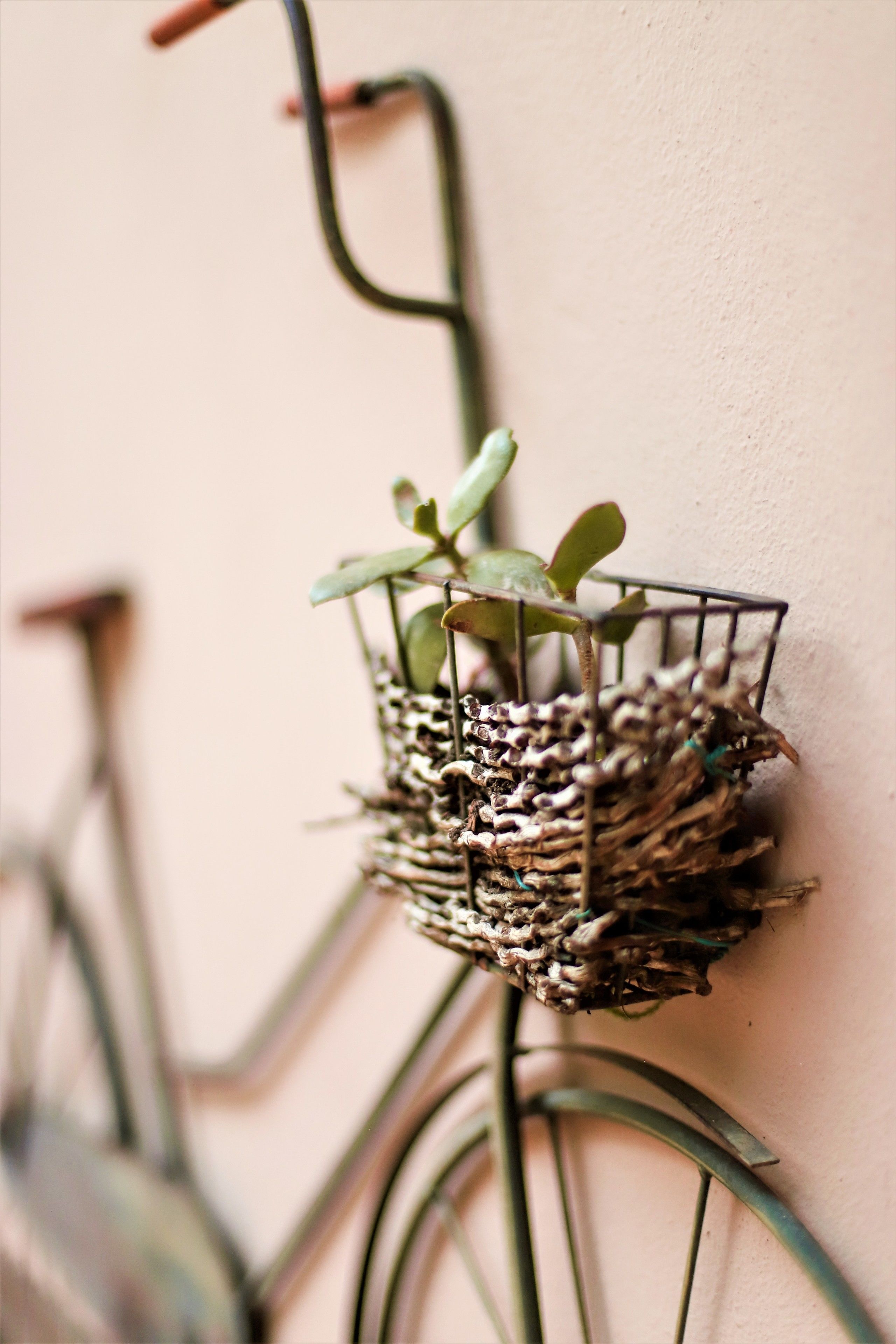 A wicker basket with plants attached to a wall-mounted bicycle rack.