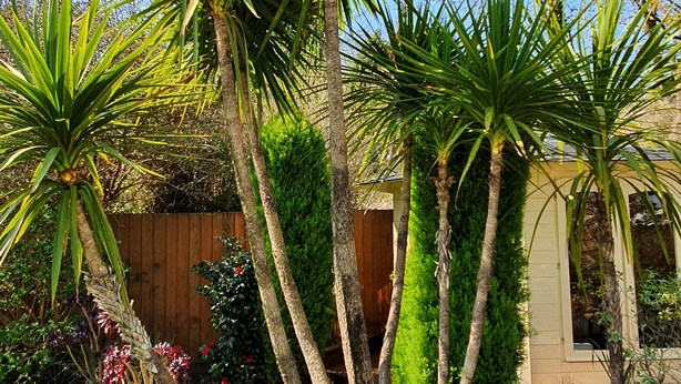 Un jardín con diversas plantas, una terraza de madera y un cobertizo.