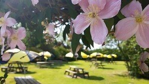 A garden with pink flowers, picnic tables, and umbrellas. - Wheatsheaf (Carnforth)