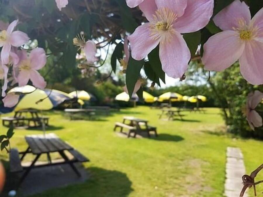 Un jardín con flores rosadas, mesas de picnic y sombrillas.