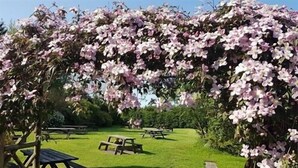 A garden with a pergola covered in pink flowers, picnic tables, and a grassy area. - Wheatsheaf (Carnforth)