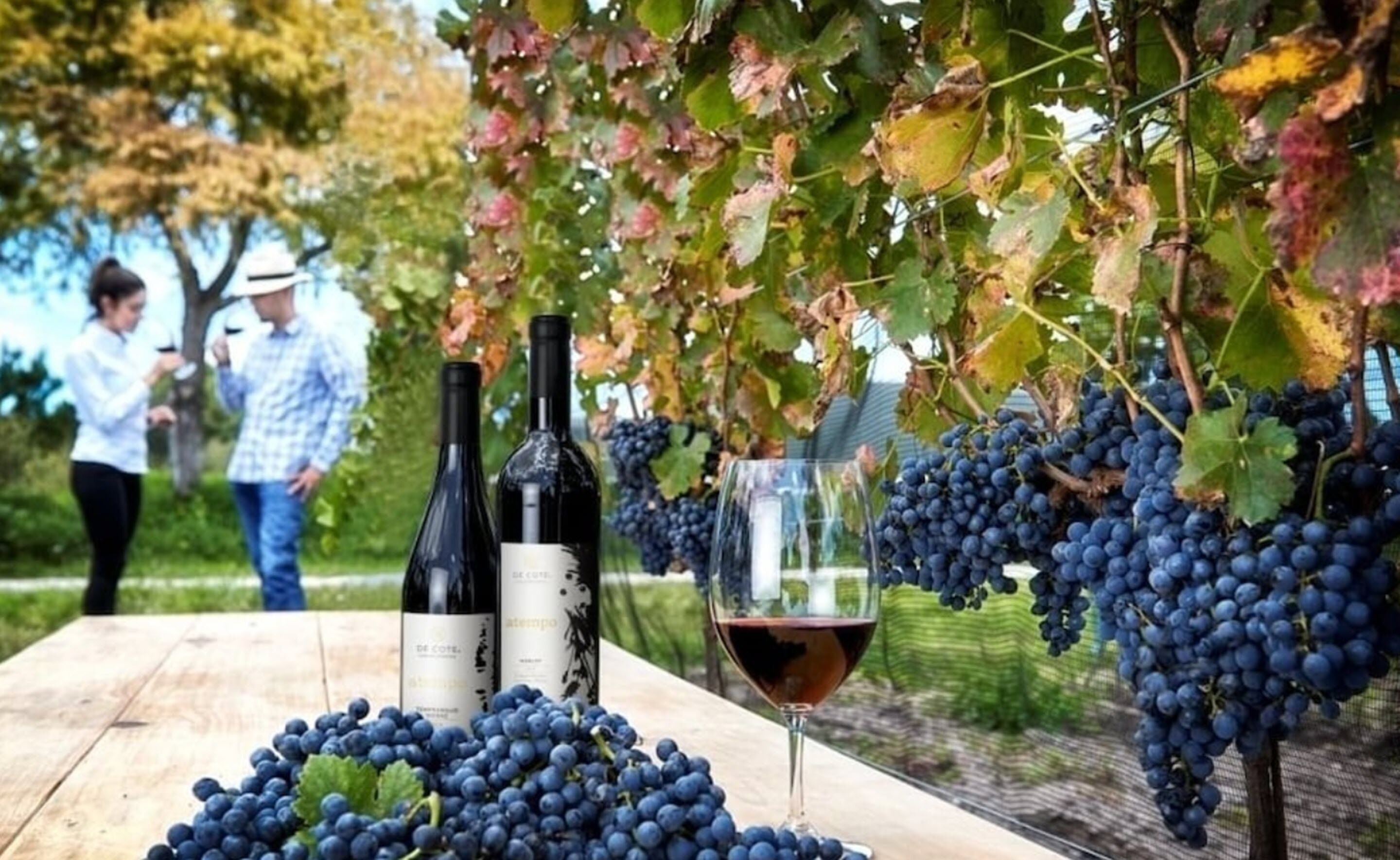 Viñedo con parras, una mesa, botellas de vino y una copa.