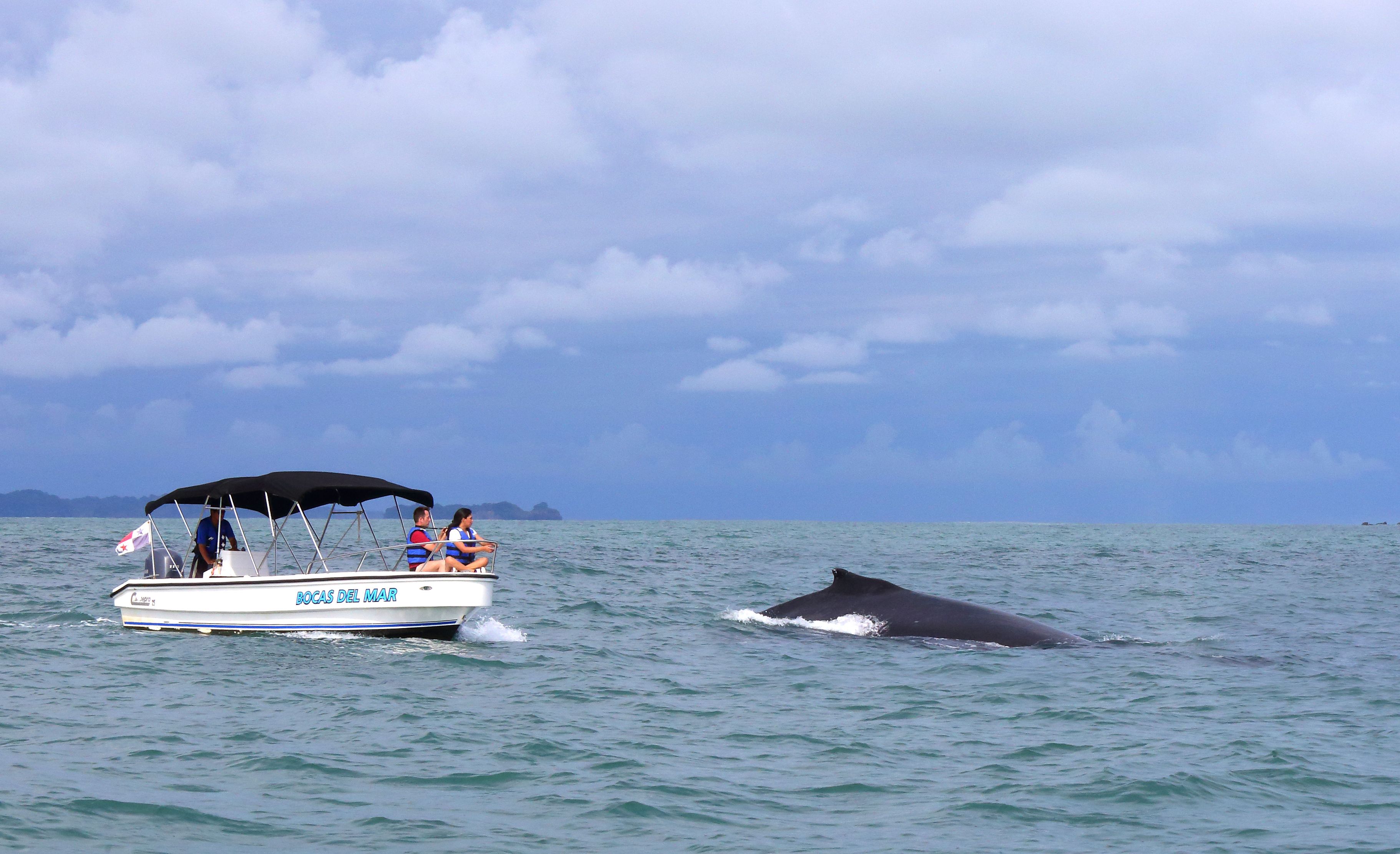 Barco chamado 'Bocas Del Mar' com passageiros e uma baleia ao fundo.