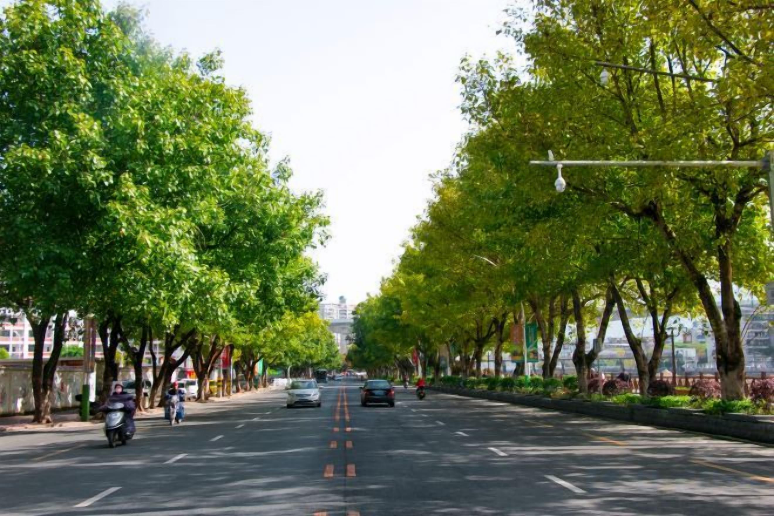 Une rue bordée d’arbres, avec des véhicules et un piéton.