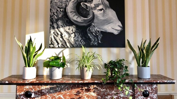 A marble console table with a large black and white painting of a ram's head above it, flanked by potted plants. - Salisbury Guest House (Keswick)