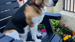 A beagle sitting on a bench with a garden and houses in the background. - Salisbury Guest House (Keswick)