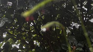 Natural Hut - Punarjani Ayurvedic Resorts (Udumbanchola)
