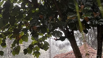 Natural Hut | 1 bedroom, Egyptian cotton sheets, premium bedding, desk