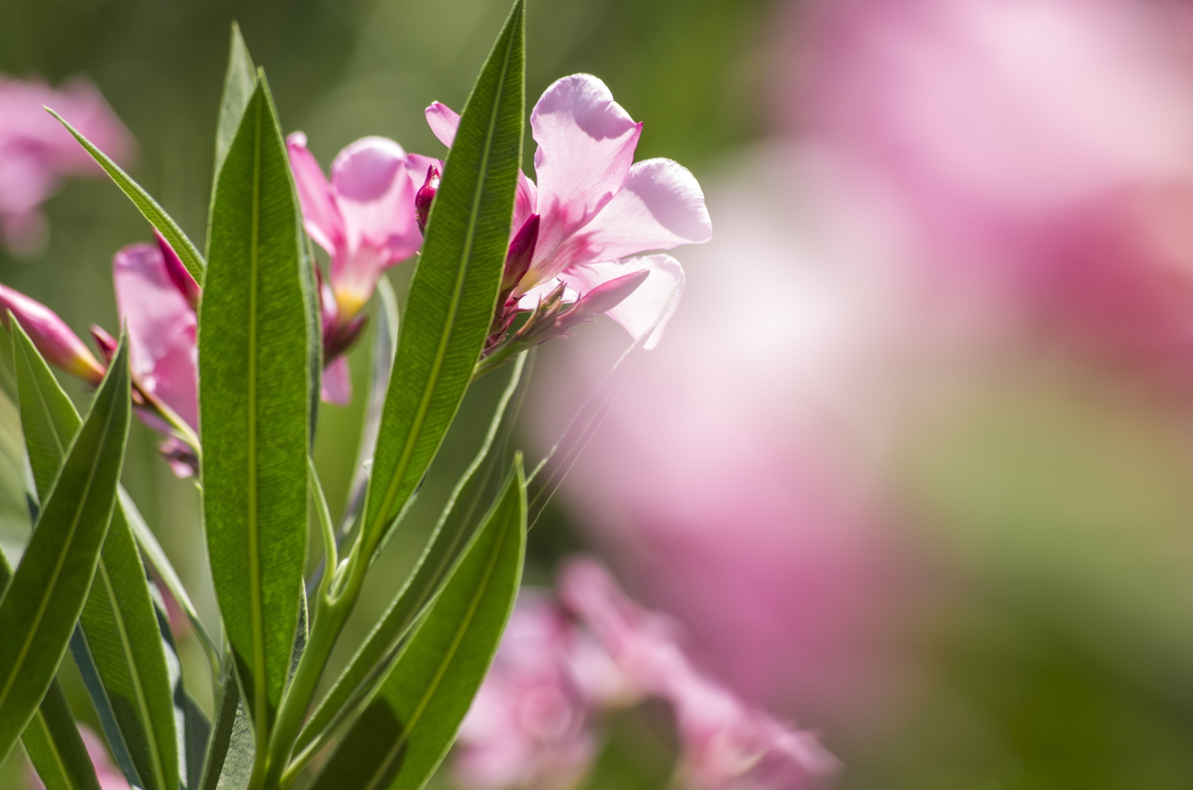 Photo - Pantheon Hotel