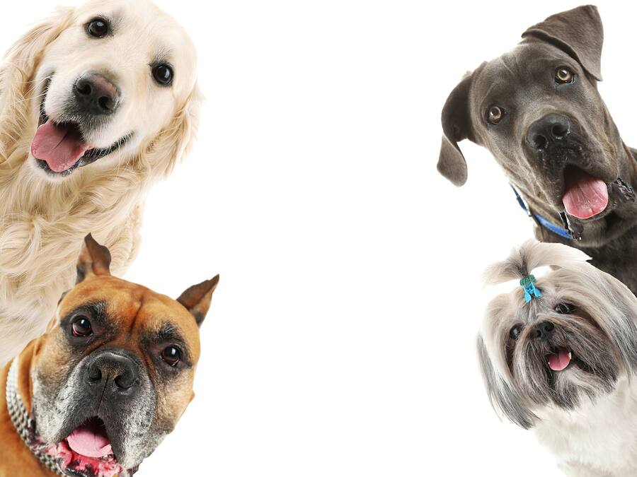 Vier honden met verschillende vachten en uitdrukkingen.