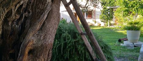 A tree trunk, a wooden ladder, and a potted plant in a garden.