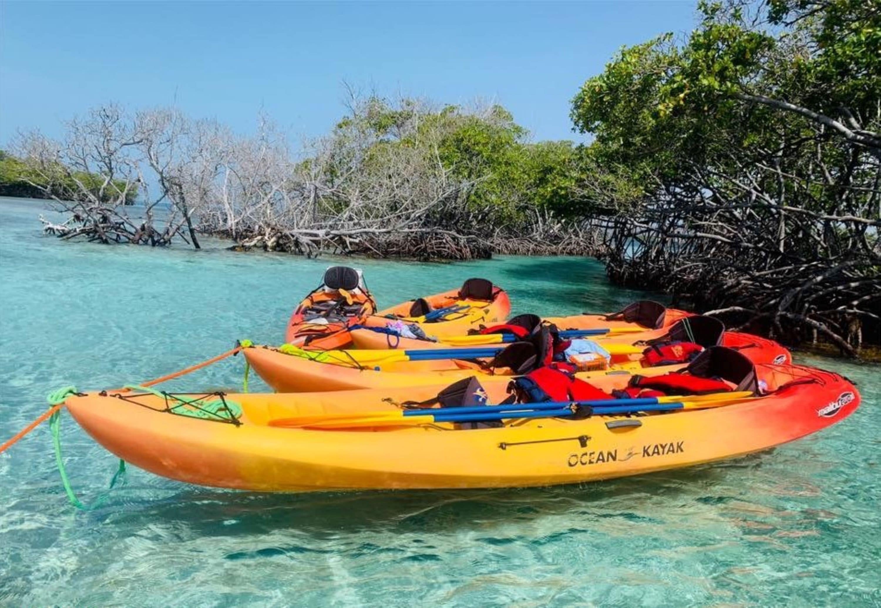 Two kayaks labeled "Ocean Kayak" on a clear turquoise water body surrounded by mangrove trees.