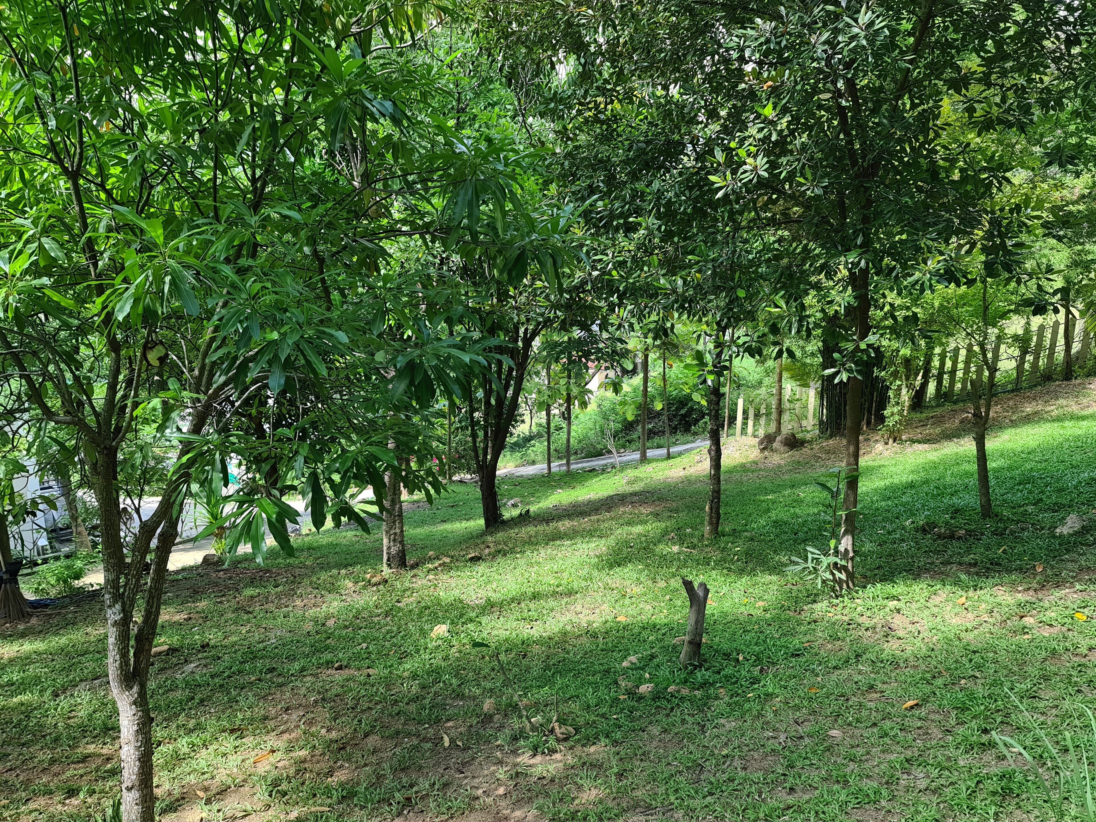 A lush green park with trees and a pathway.