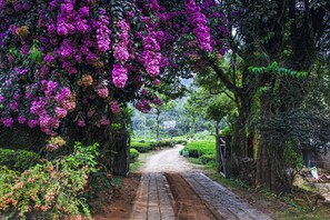 A paved pathway flanked by lush greenery and vibrant purple flowers.