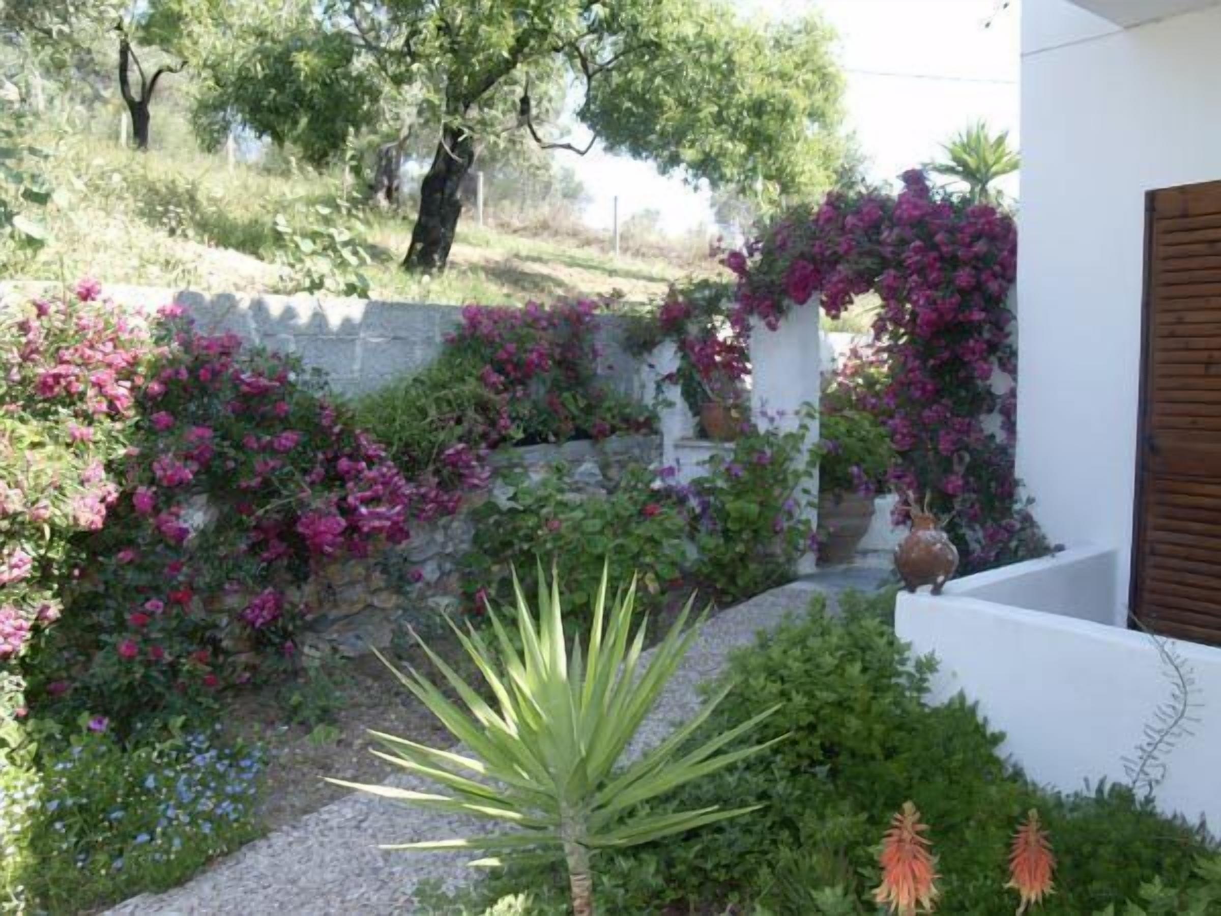 Jardí amb plantes diverses i una paret blanca.