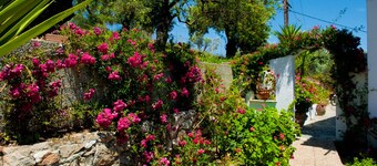 Camelia Studios