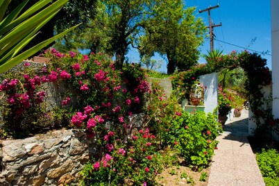 Camelia Studios