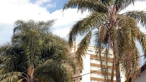 A multi-story building with balconies and palm trees in the foreground. - Majestic Annaba (Annaba)