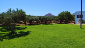A modern house with a white exterior and blue accents, surrounded by a well-maintained lawn and olive trees. - Fotini Apartments (Sitia)