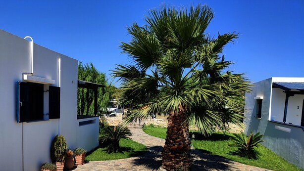 A courtyard with a palm tree, a stone pathway, and modern buildings with large windows. - Fotini Apartments (Sitia)