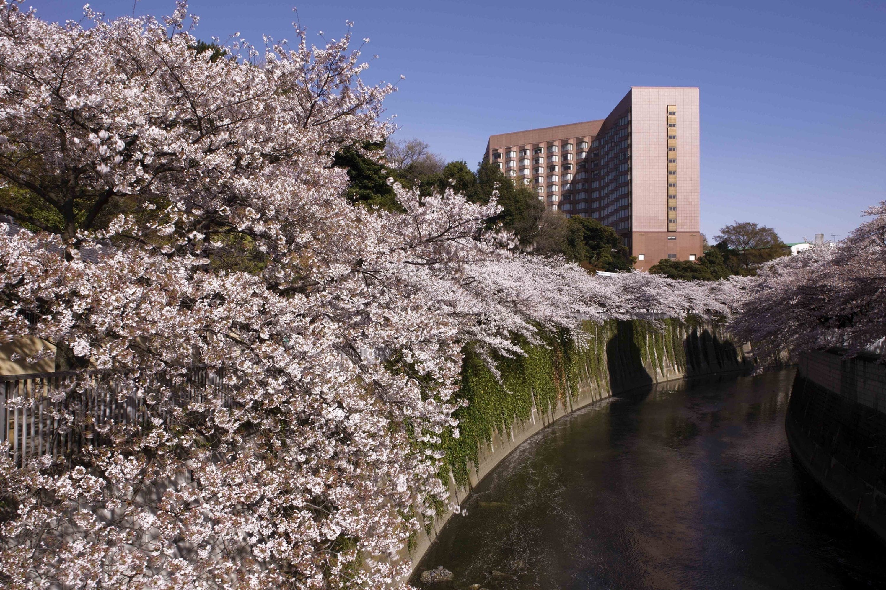 A river with cherry blossoms on the left and a building in the background.