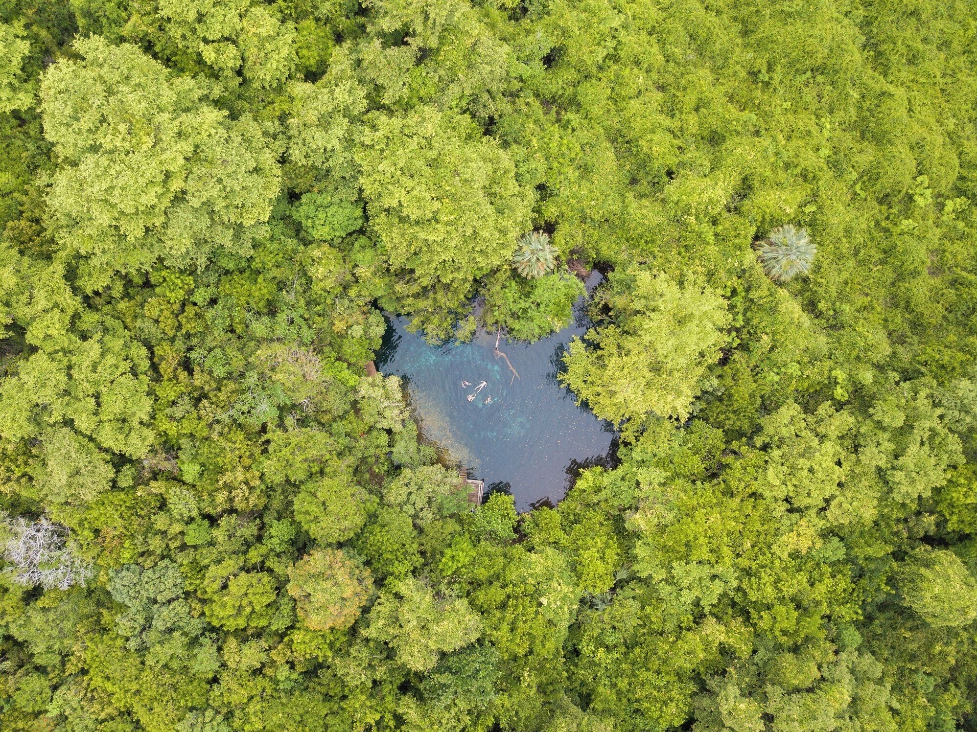 An aerial view of a dense forest with a small pond surrounded by trees.