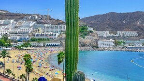Un grand cactus au premier plan, avec une plage et des bâtiments en arrière-plan.