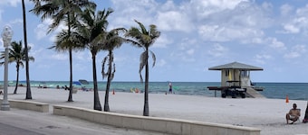 Hollywood Beach Seagull