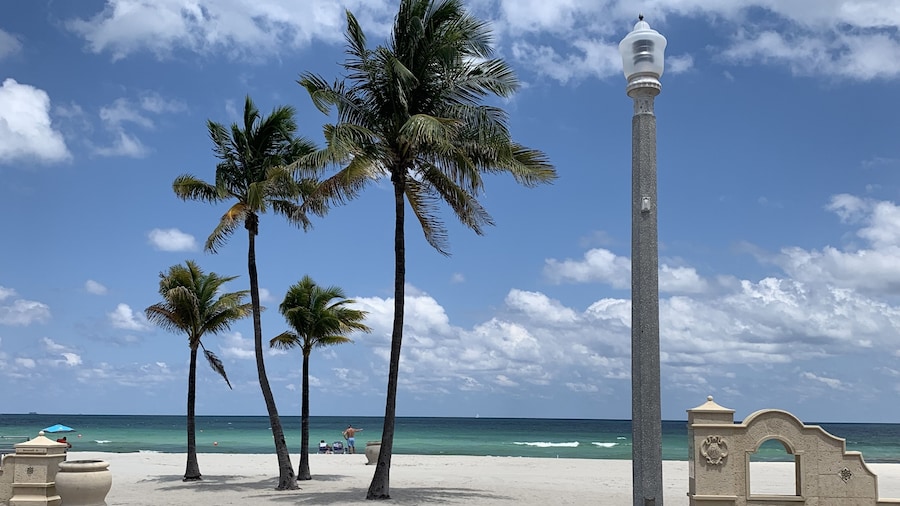 Hollywood Beach Seagull