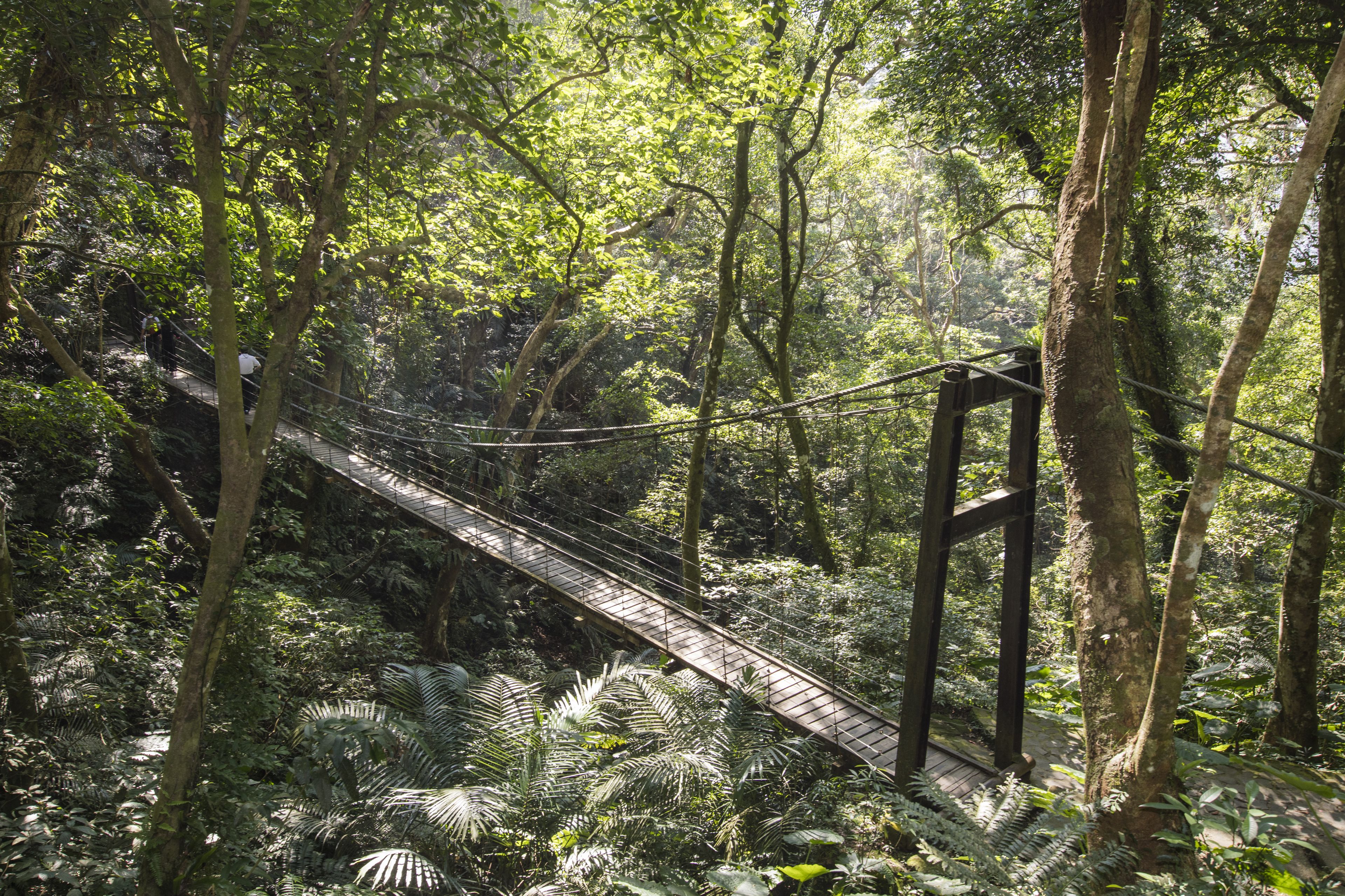 Uma ponte suspensa em uma floresta densa, com vegetação exuberante e samambaias.