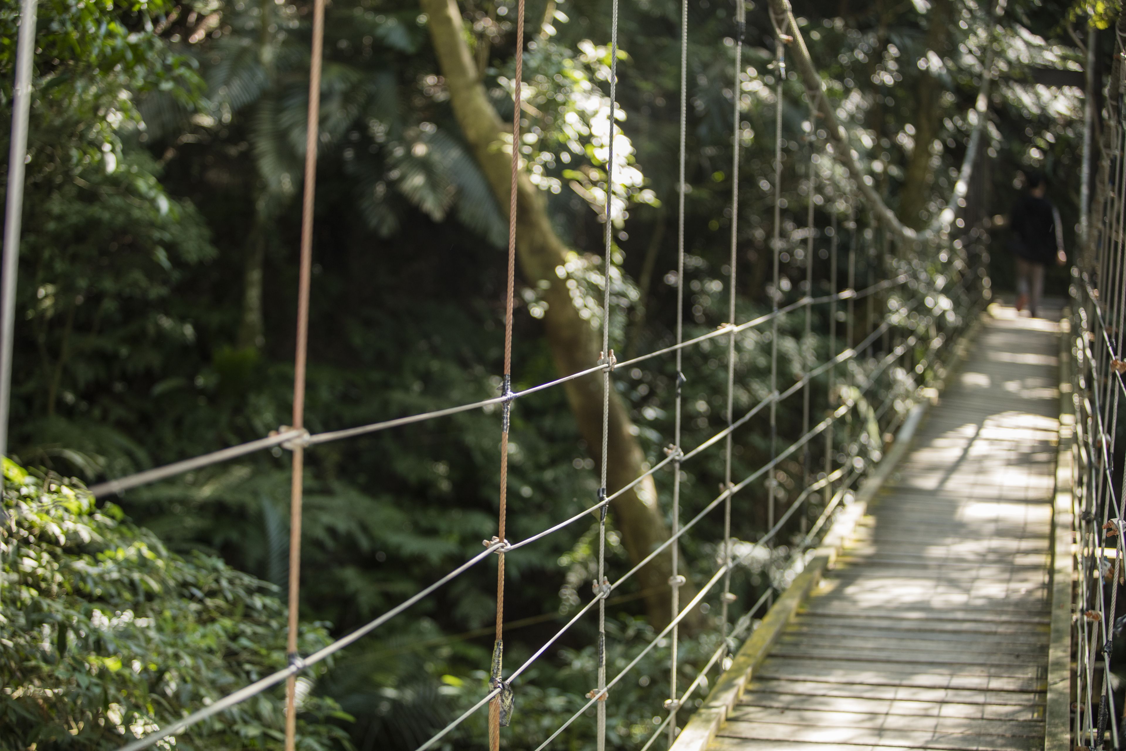 A suspension bridge with metal cables and a wooden walkway surrounded by dense foliage.
