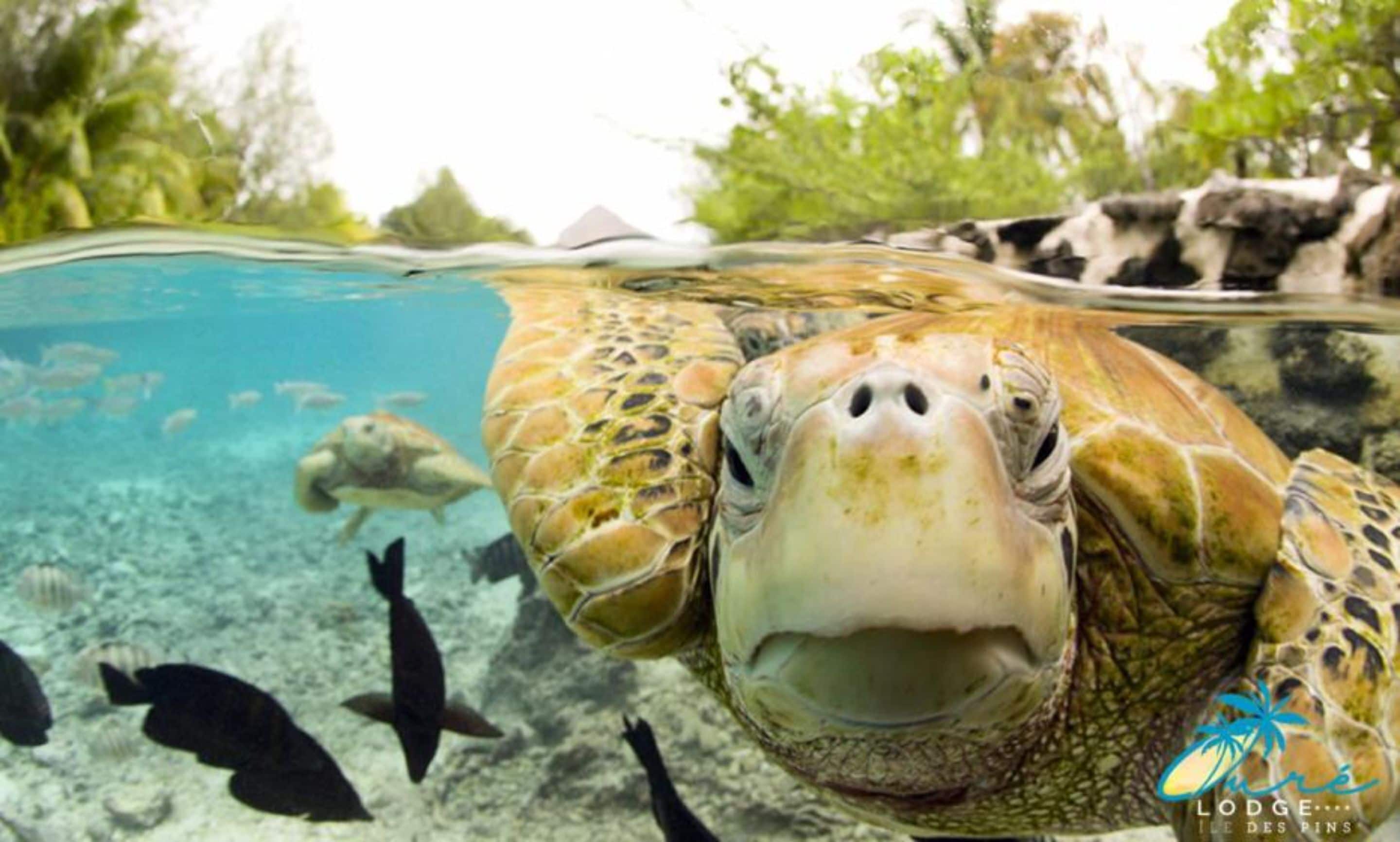 breakfast and dinner served, seafood