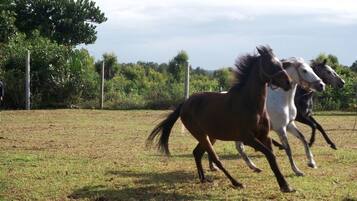A grassy field with three horses running.