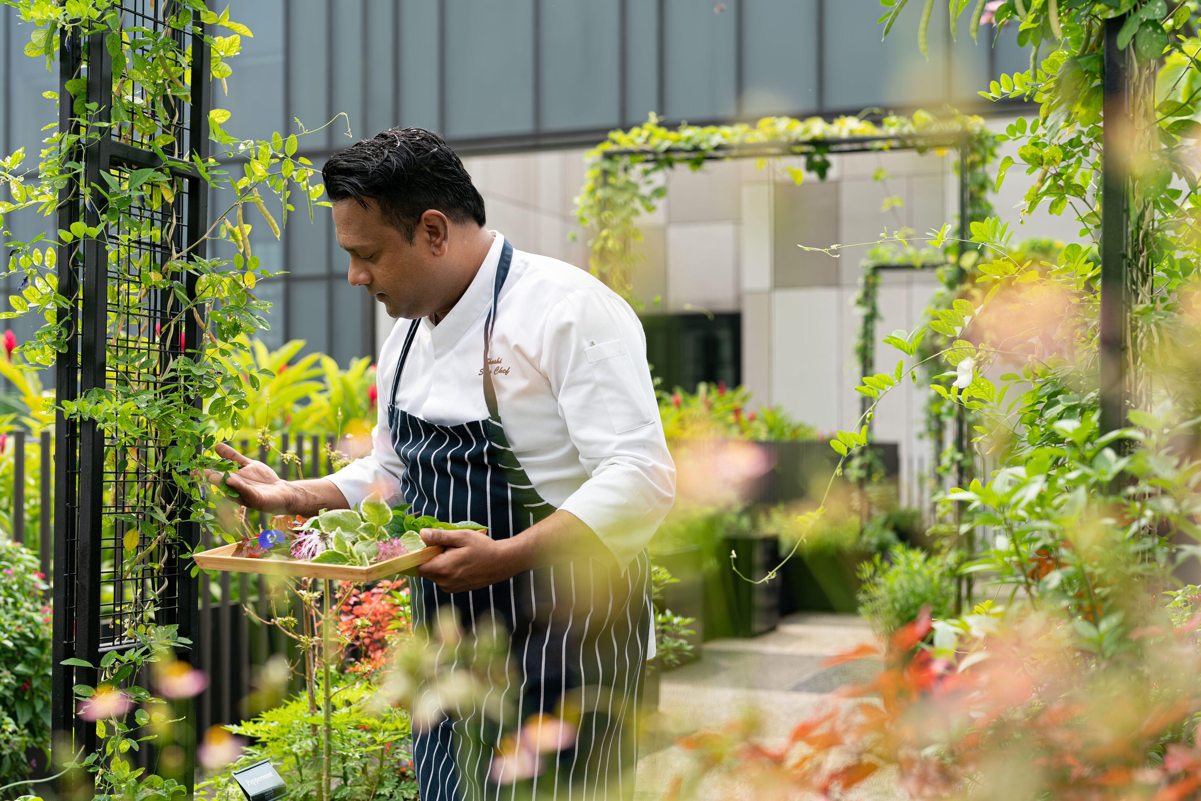 A person in a white chef's coat and striped apron holding a tray with plants.
