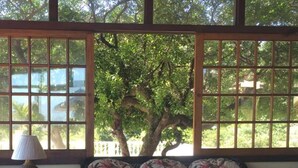 A room with a sofa, a lamp, and a window with a view of trees.