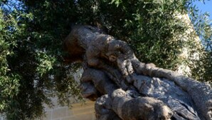 A tree with a thick trunk and branches extending over a stone-paved area.