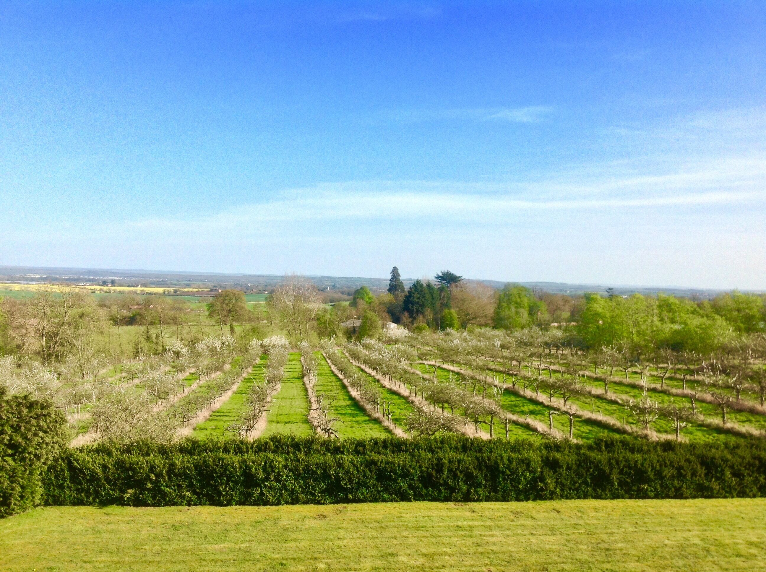 A vineyard with rows of grapevines and a distant view of the landscape.
