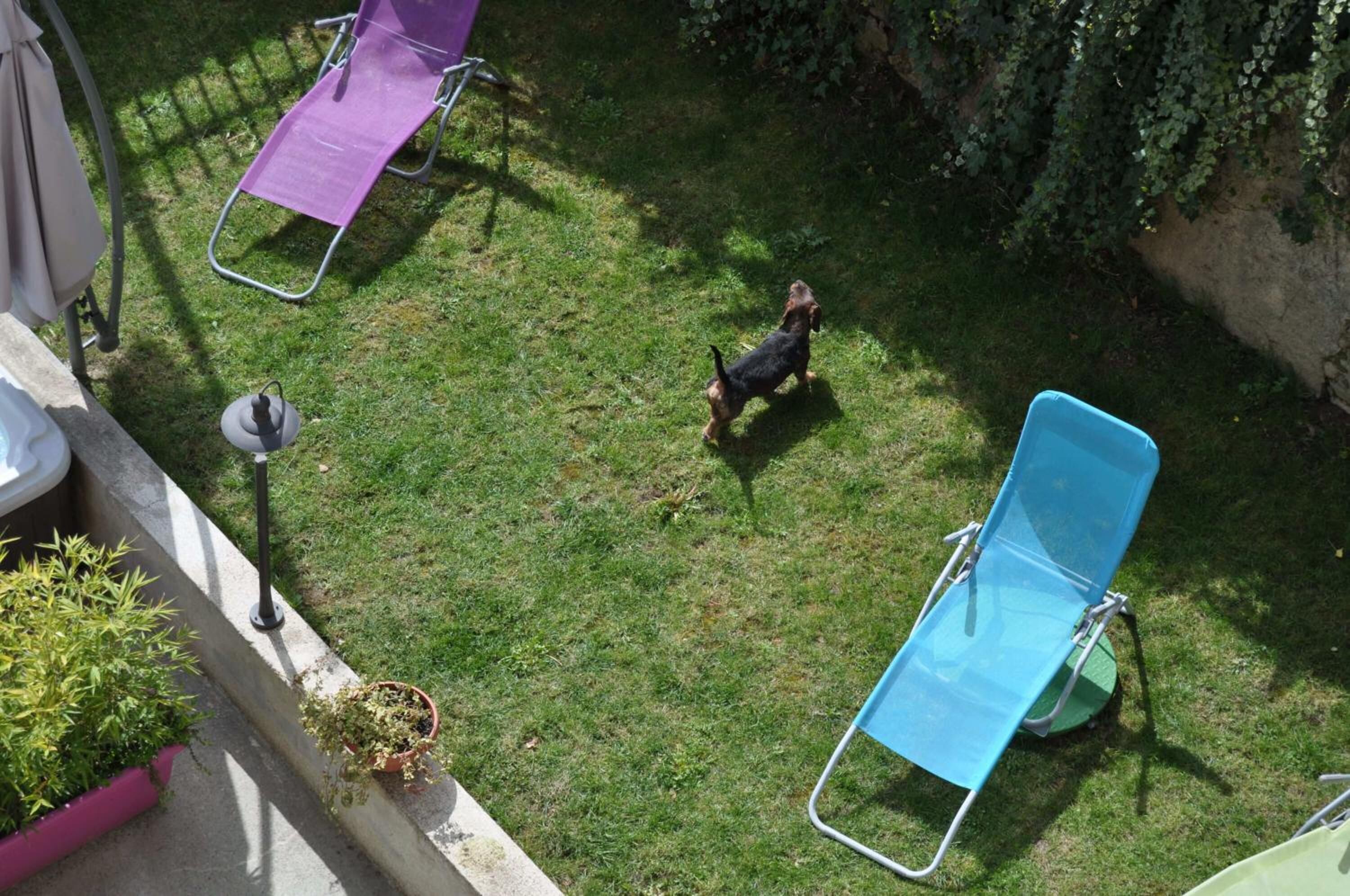 A grassy outdoor area with a dog, a blue and a purple lounge chair, and a potted plant.