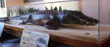 A large alligator in a glass display case.