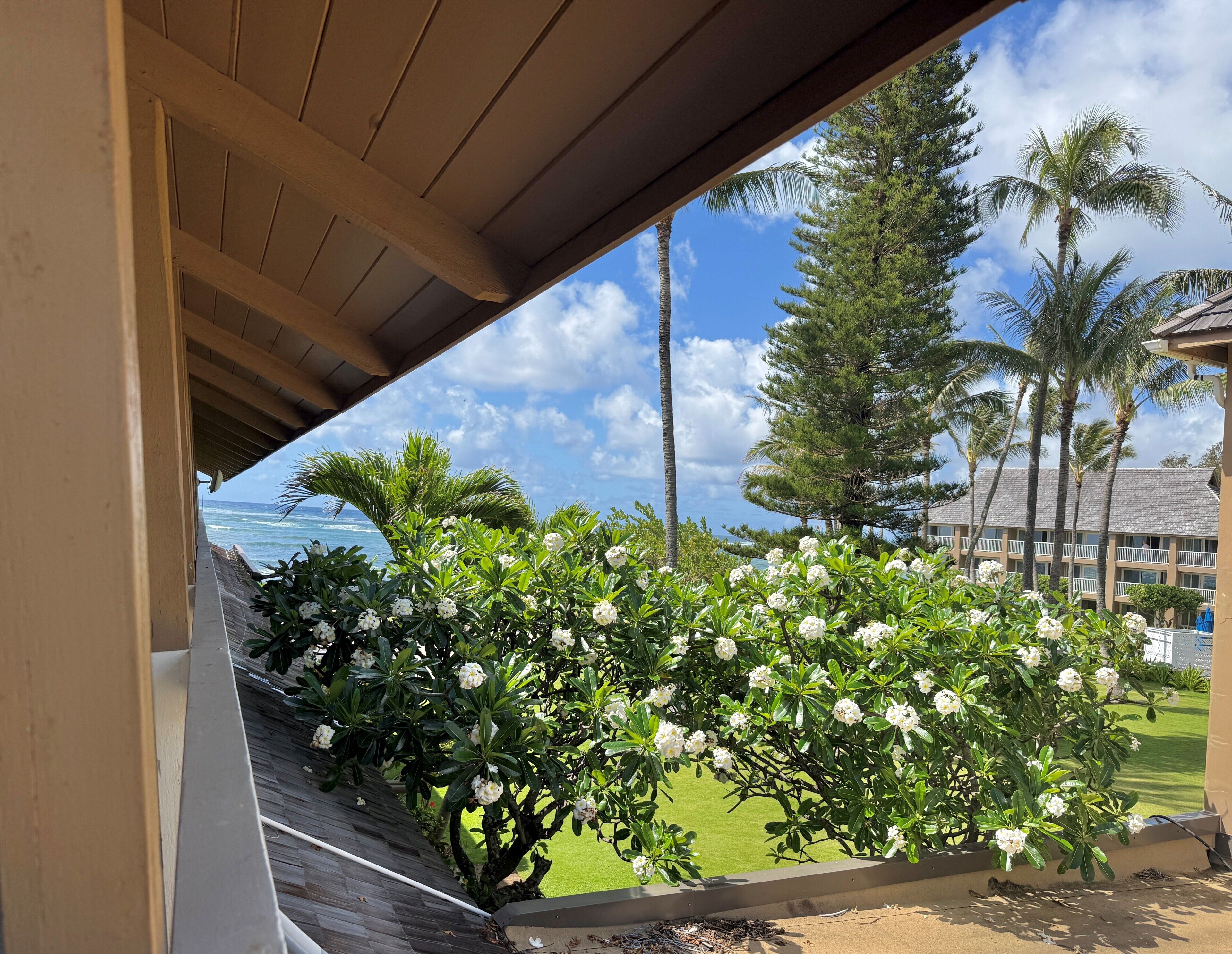 A view from a covered area with a wooden ceiling, overlooking a well-maintained lawn, palm trees, and a building with a thatched roof.