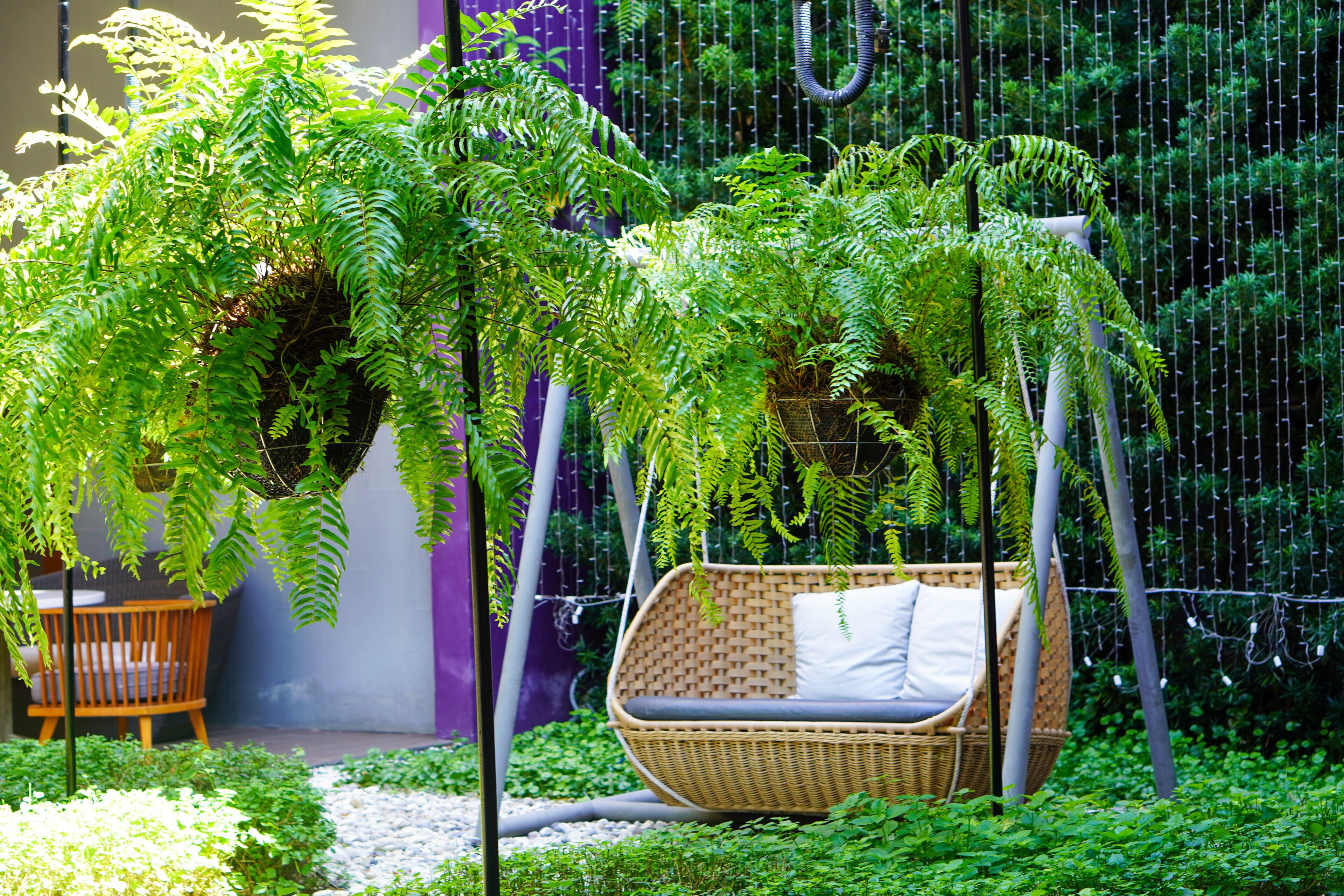 Una silla colgante de mimbre con cojín en un jardín exuberante con helechos y una silla de madera al fondo.