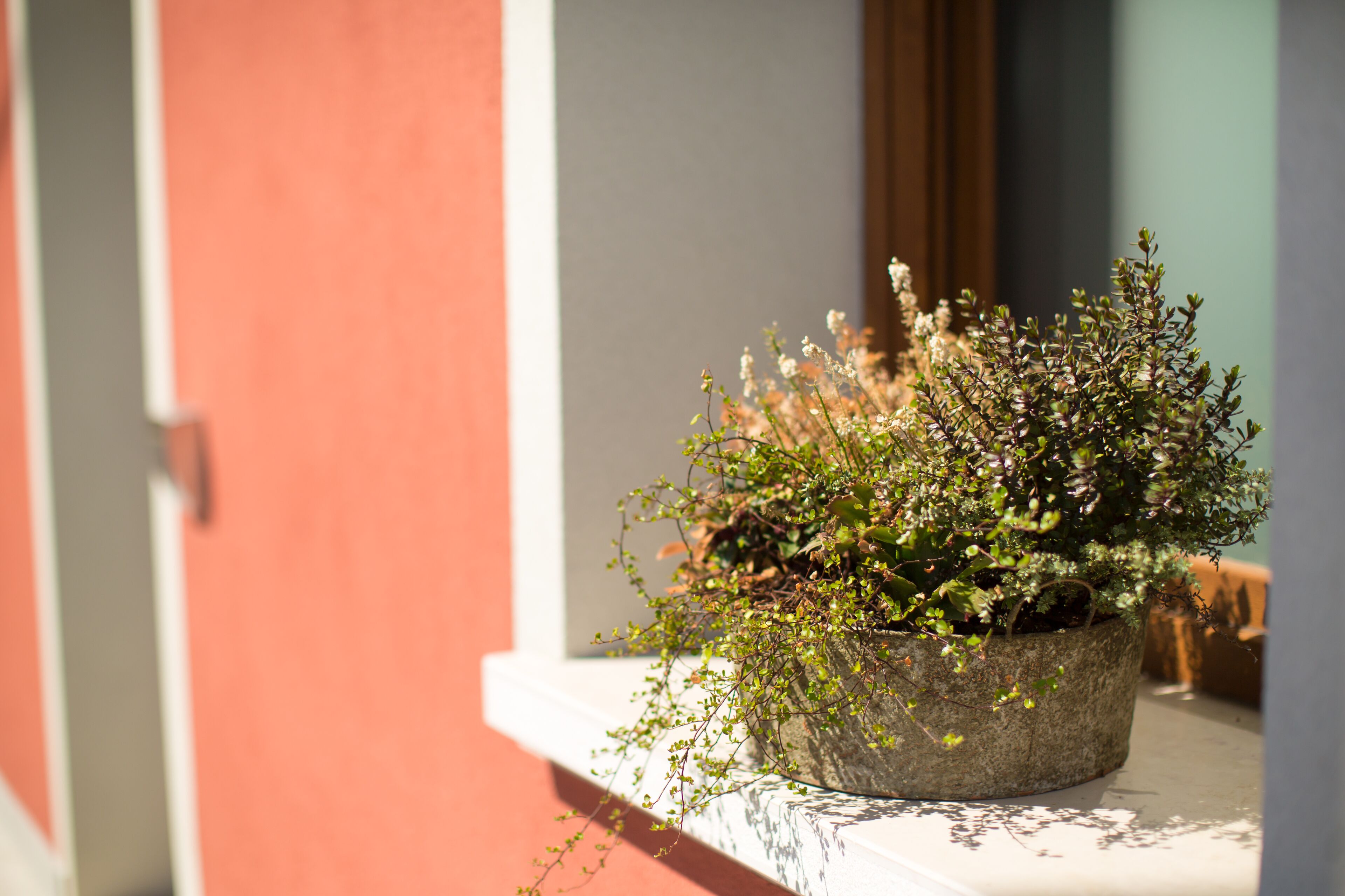 Une plante en pot sur un balcon, avec un mur rouge en arrière-plan.