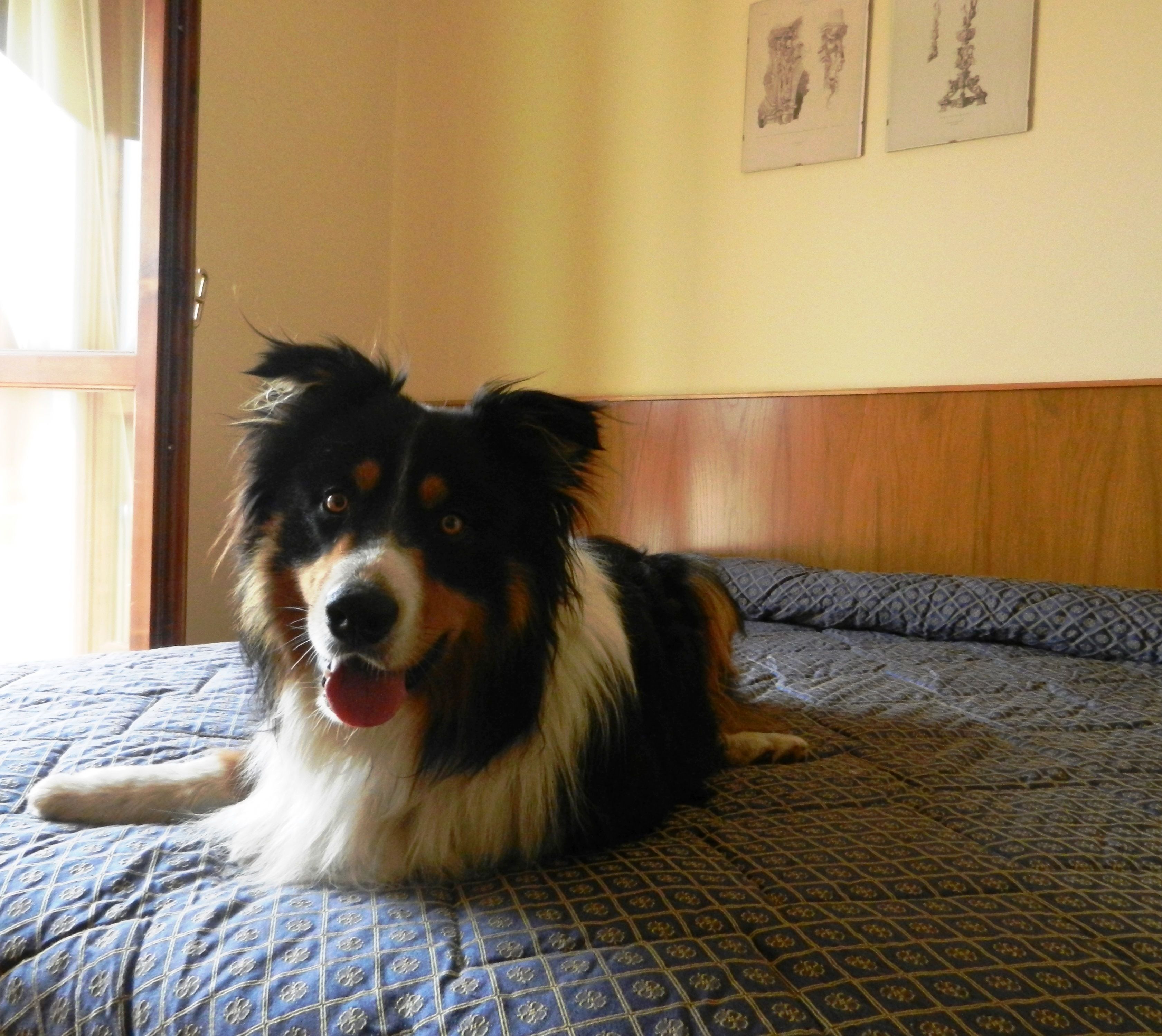 Un perro descansando sobre una cama con diseño en una habitación con cabecera de madera y una ventana con cortinas.