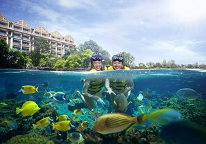 Egyptian cotton sheets, free minibar, in-room safe, desk - Resorts World Sentosa - Equarius Hotel (Singapore)