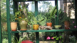 Un invernadero con diversas plantas en macetas sobre estantes y una silla de mimbre con cojín.