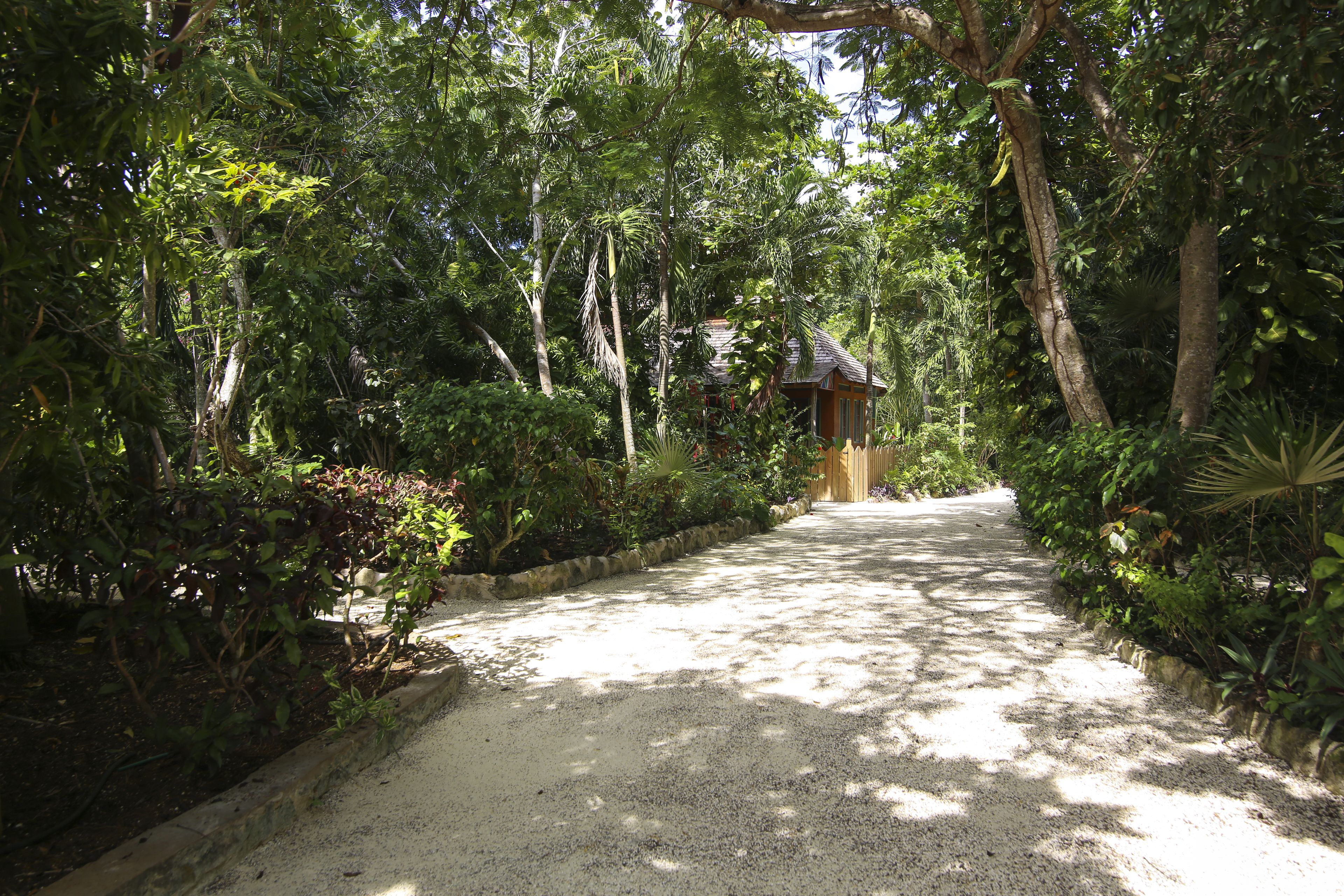 A gravel path leading to a wooden structure surrounded by dense greenery.