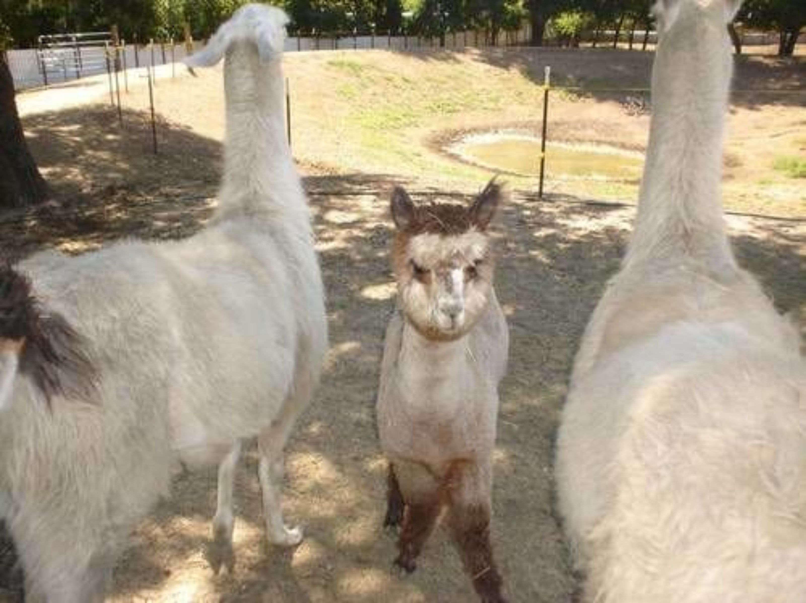 Three llamas in an outdoor enclosure with a dirt ground and a fenced area in the background.