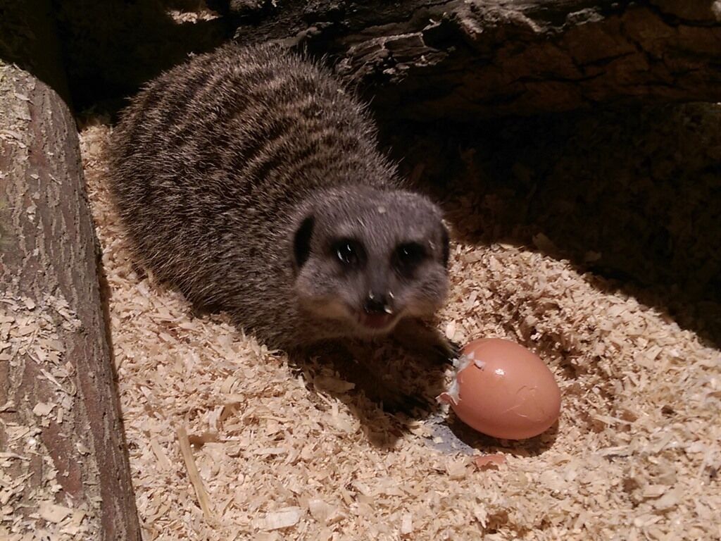 Un suricate avec un œuf posé sur un lit de copeaux de bois.