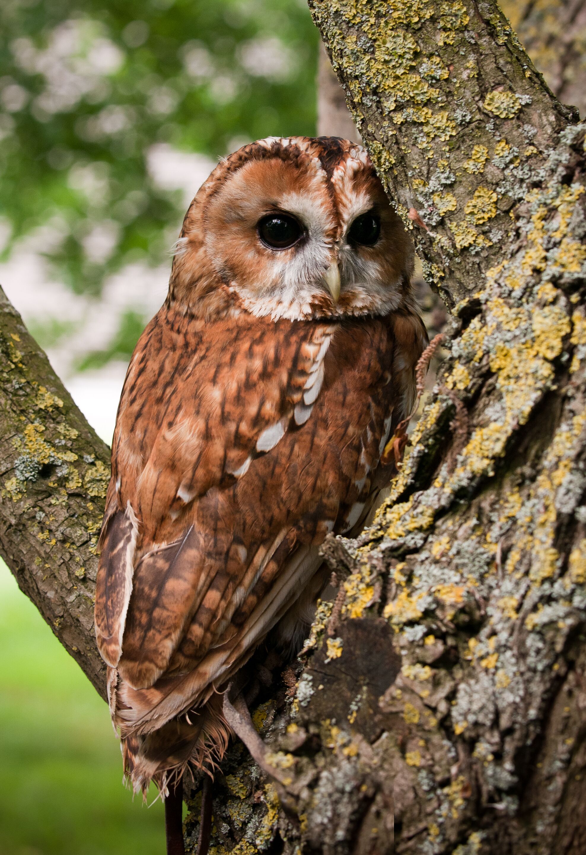 An owl perched on a tree branch.